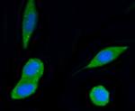 PI3K p55 gamma Antibody in Immunocytochemistry (ICC/IF)