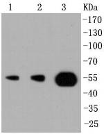 PI3K p55 gamma Antibody in Western Blot (WB)