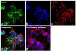 RAB9 Antibody in Immunocytochemistry (ICC/IF)