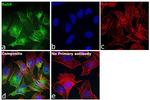 RAB9 Antibody in Immunocytochemistry (ICC/IF)