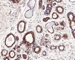 RAB9 Antibody in Immunohistochemistry (Paraffin) (IHC (P))