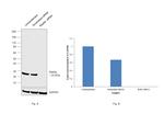 RAB9 Antibody