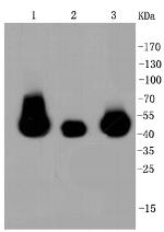 MEK1/MEK2 Antibody in Western Blot (WB)