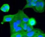 Caspase 2 Antibody in Immunocytochemistry (ICC/IF)