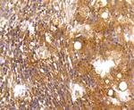 Caspase 2 Antibody in Immunohistochemistry (Paraffin) (IHC (P))