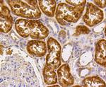 Caspase 2 Antibody in Immunohistochemistry (Paraffin) (IHC (P))