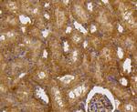 Caspase 2 Antibody in Immunohistochemistry (Paraffin) (IHC (P))