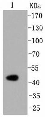 Caspase 2 Antibody in Western Blot (WB)