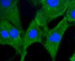 Prohibitin Antibody in Immunocytochemistry (ICC/IF)