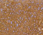 Prohibitin Antibody in Immunohistochemistry (Paraffin) (IHC (P))