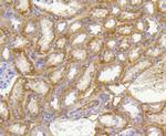 Prohibitin Antibody in Immunohistochemistry (Paraffin) (IHC (P))