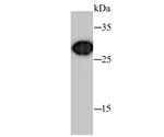 Prohibitin Antibody in Western Blot (WB)