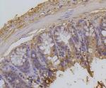 H2AK9ac Antibody in Immunohistochemistry (Paraffin) (IHC (P))