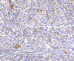 Hydroxyl-Histone H2A (Tyr39) Antibody in Immunohistochemistry (Paraffin) (IHC (P))