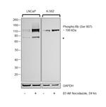 Phospho-Rb (Ser807) Antibody in Western Blot (WB)