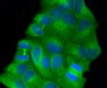 beta-5 Tubulin Antibody in Immunocytochemistry (ICC/IF)