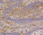 beta-5 Tubulin Antibody in Immunohistochemistry (Paraffin) (IHC (P))