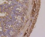 beta-5 Tubulin Antibody in Immunohistochemistry (Paraffin) (IHC (P))