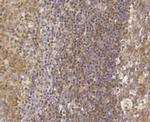 H3K79me1me2me3 Antibody in Immunohistochemistry (Paraffin) (IHC (P))