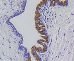 MMP12 Antibody in Immunohistochemistry (Paraffin) (IHC (P))