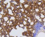 MMP12 Antibody in Immunohistochemistry (Paraffin) (IHC (P))