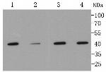 MMP12 Antibody in Western Blot (WB)