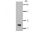 Firefly luciferase Antibody in Western Blot (WB)