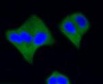 Active Caspase 3 Antibody in Immunocytochemistry (ICC/IF)