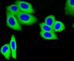 IGF2R Antibody in Immunocytochemistry (ICC/IF)