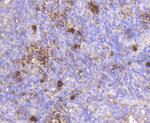 IGF2R Antibody in Immunohistochemistry (Paraffin) (IHC (P))