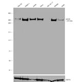 IGF2R Antibody in Western Blot (WB)