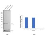 CDK2 Antibody in Western Blot (WB)