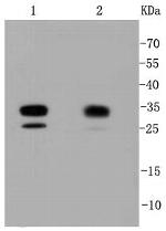 CDK2 Antibody in Western Blot (WB)