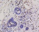 HP1 alpha Antibody in Immunohistochemistry (Paraffin) (IHC (P))