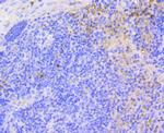 ARPC5 Antibody in Immunohistochemistry (Paraffin) (IHC (P))