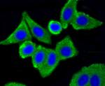 Caveolin 1 Antibody in Immunocytochemistry (ICC/IF)