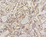 Caveolin 1 Antibody in Immunohistochemistry (Paraffin) (IHC (P))