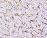 Caveolin 1 Antibody in Immunohistochemistry (Paraffin) (IHC (P))