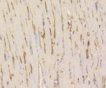 Caveolin 1 Antibody in Immunohistochemistry (Paraffin) (IHC (P))