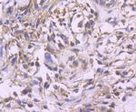 ERK2 Antibody in Immunohistochemistry (Paraffin) (IHC (P))