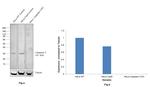 pro-Caspase 3 Antibody