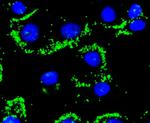 Caspase 9 Antibody in Immunocytochemistry (ICC/IF)