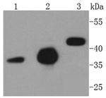 Caspase 9 Antibody in Western Blot (WB)