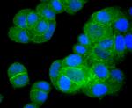 BCL-XL Antibody in Immunocytochemistry (ICC/IF)