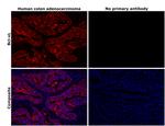 BCL-XL Antibody in Immunohistochemistry (Paraffin) (IHC (P))