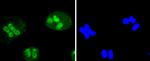 SIRT1 Antibody in Immunocytochemistry (ICC/IF)