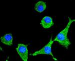 SIRT1 Antibody in Immunocytochemistry (ICC/IF)