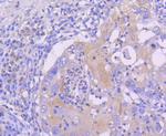 SIRT1 Antibody in Immunohistochemistry (Paraffin) (IHC (P))