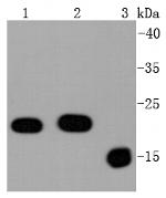 Bax Antibody in Western Blot (WB)