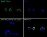 Beta III Tubulin Antibody in Immunocytochemistry (ICC/IF)